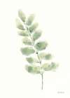 Eucalyptus II Art Print