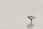 Tybee Island Sanderling Minimalist Print