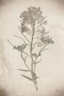 Wildflower Journal Vintage I Art Print