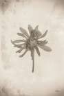 Wildflower Journal Vintage II Art Print