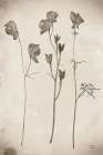 Wildflower Journal Vintage III Art Print