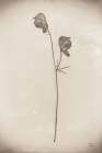 Wildflower Journal Vintage IV Art Print