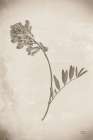 Wildflower Journal Vintage V Art Print