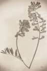 Wildflower Journal Vintage VI Art Print