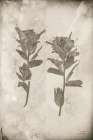 Wildflower Journal Vintage VII Art Print