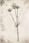 Wildflower Journal Vintage VIII Art Print