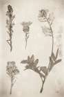 Wildflower Journal Vintage IX Art Print