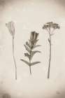 Wildflower Journal Vintage X Art Print