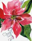 Holiday Poinsettia Art Print