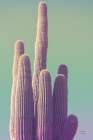 Saguaro Green Pastel Art Print