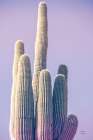 Saguaro Purple Pastel Art Print