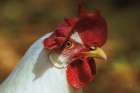 Chicken in the Sun I Art Print