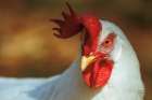 Chicken in the Sun II Art Print
