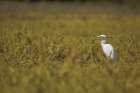 Everglades National Park Art Print