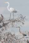 Everglades Pair Art Print