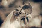 Chicken in the Sun I Sepia Art Print