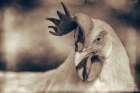 Chicken in the Sun II Sepia Art Print