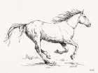 Gallop Sketch Art Print