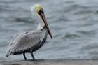 Brown Pelican Art Print