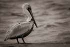 Brown Pelican Art Print