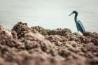 Little Blue Heron Hunting Art Print