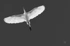 Wing Light Black and White Art Print