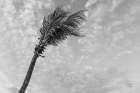 Key West Black and White Art Print