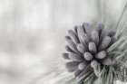 Pine Cone Begins Art Print