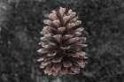 Longleaf Pine Forest Floor Art Print