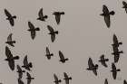 Flock I Art Print