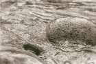 Glide Sepia Art Print