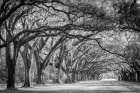 Savannah Lane Art Print