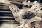 Chicken Barn I Art Print