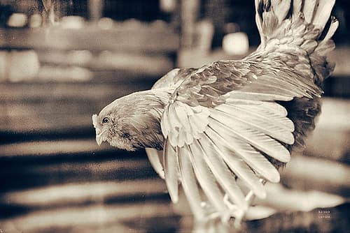 Chicken Barn II Art Print