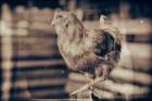 Chicken Barn III Art Print