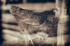 Chicken Barn IV Art Print