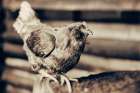 Chicken Barn V Art Print