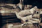 Chicken Barn VI Art Print