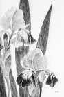 Illustrated Iris I Art Print