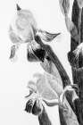 Illustrated Iris II Art Print