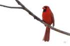 Cardinal on the Mississippi Art Print
