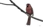 Cardinal on the Mississippi Neutral Minimalist Print
