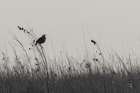 Meadowlark Call BW Art Print
