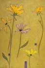 Rudbeckia Float Art Print