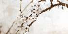 Natural Blossom Art Print