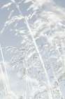 Through the Grass Art Print