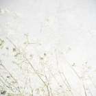 Soft Wild Grass Art Print