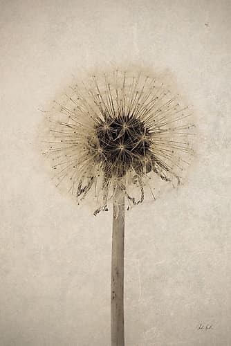 Dandelion Art Deco Print