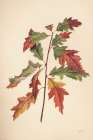 Fall Leaves I Muted Art Print