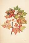 Fall Leaves II Muted Art Deco Print